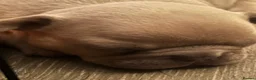 French Bulldog dogs for sale: male frenchie puppy - Advert 7
