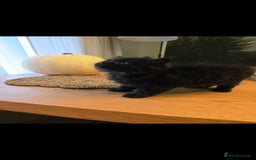 Mixed Breed cats for sale: Mixed black female kittens  - Image 12