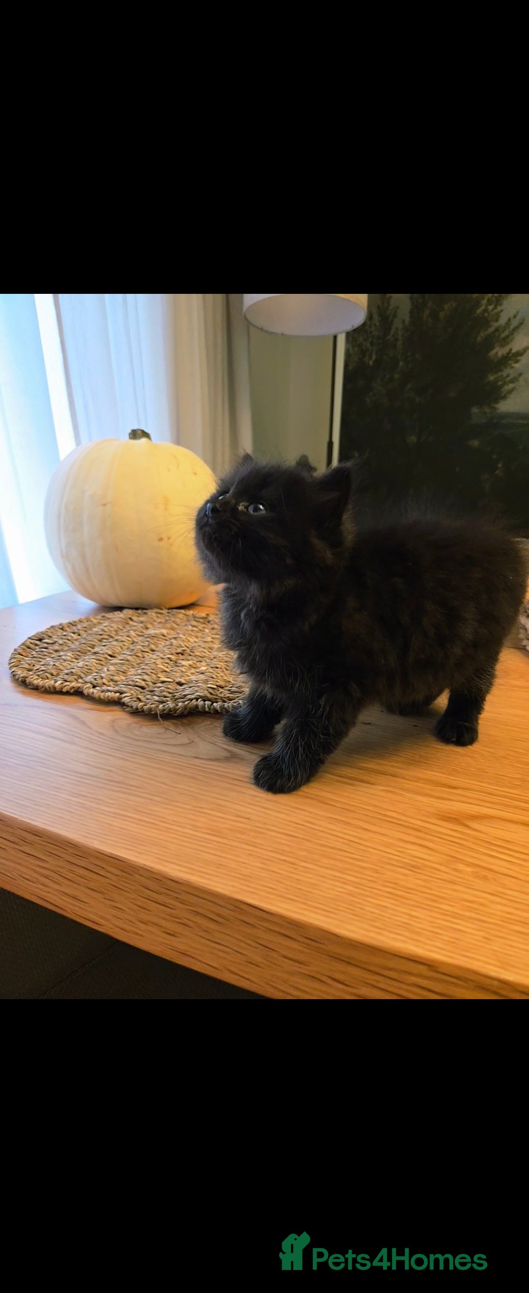 Mixed Breed cats for sale: Mixed black female kittens  - Image 12