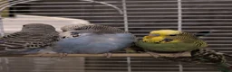 Budgerigars birds for sale: Exhibition Budgies Breeder pair and Budgie pair  - Advert 9