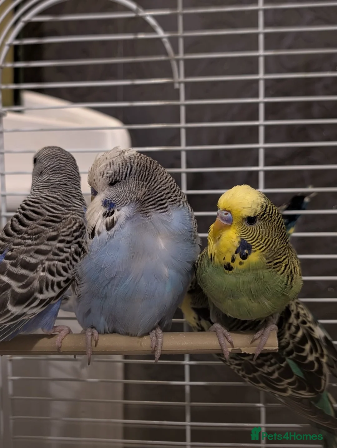 Budgerigars birds for sale: Exhibition Budgies Breeder pair and Budgie pair  - Advert 9
