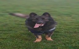 German Shepherd dogs for stud: German shepherd for stud  in Bexhill-on-Sea - Image 4