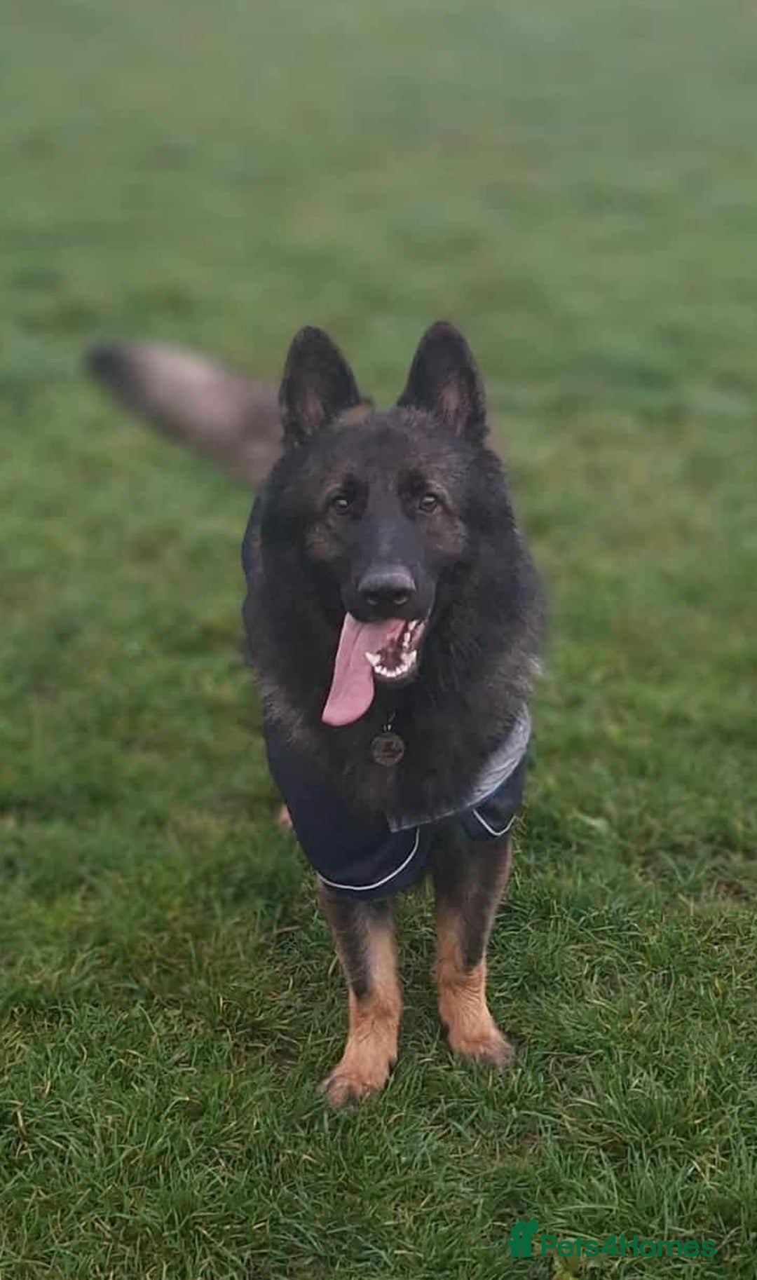 German Shepherd dogs for stud: German shepherd for stud  in Bexhill-on-Sea - Image 4