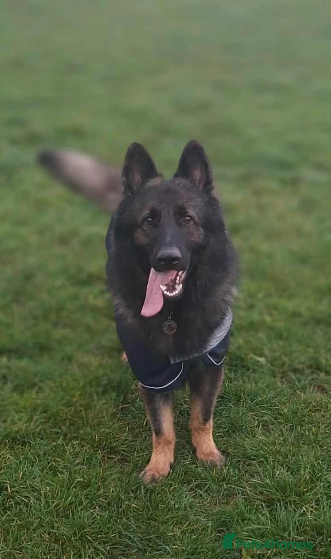 German Shepherd dogs for stud: PROVEN German shepherd for stud  in Bexhill-on-Sea - Advert 7