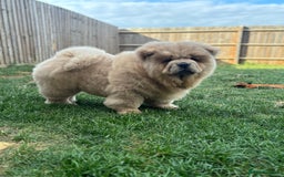 Chow Chow dogs for sale: Champion pedigree chow chow puppies in Northampton - Image 23