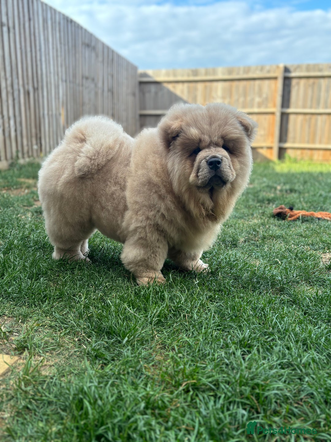 Chow Chow dogs for sale: Champion pedigree chow chow puppies in Northampton - Image 23