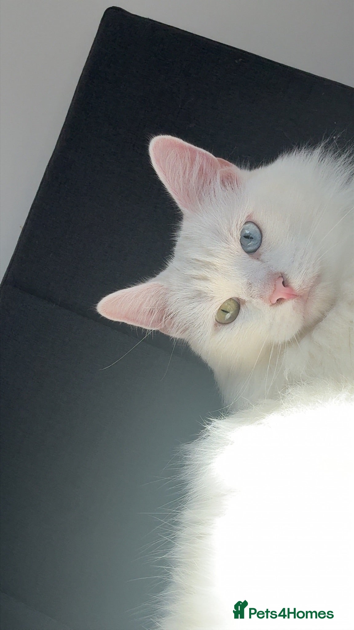 Turkish Angora cats Ludo  - Advert 2