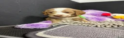 Cockapoo dogs for sale: F1 Cockapoos ..5🌟licenced breeder - Advert 10