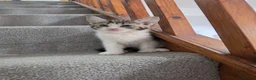 Mixed Breed cats for sale: Beautiful Mix Breed Kittens in Gillingham - Advert 5