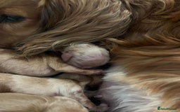 Miniature Dachshund dogs for stud: KC Reg• Cream Longhaired Stud• Fully Health Tested - Image 10