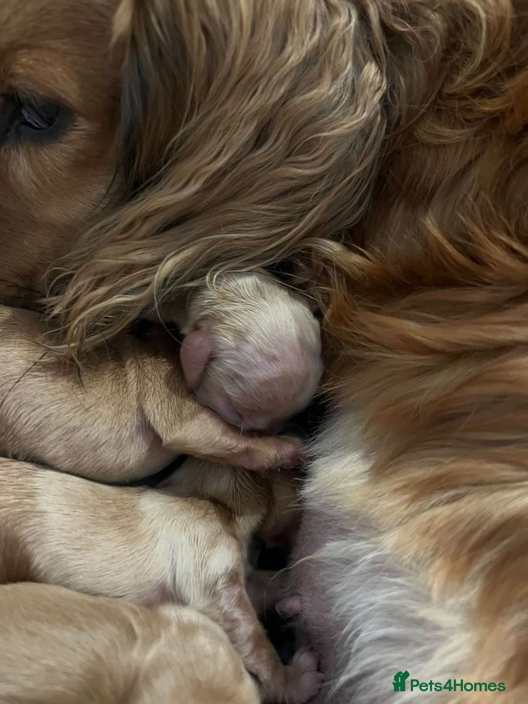 Miniature Dachshund dogs for stud: KC Reg• Cream Longhaired Stud• Fully Health Tested - Image 10