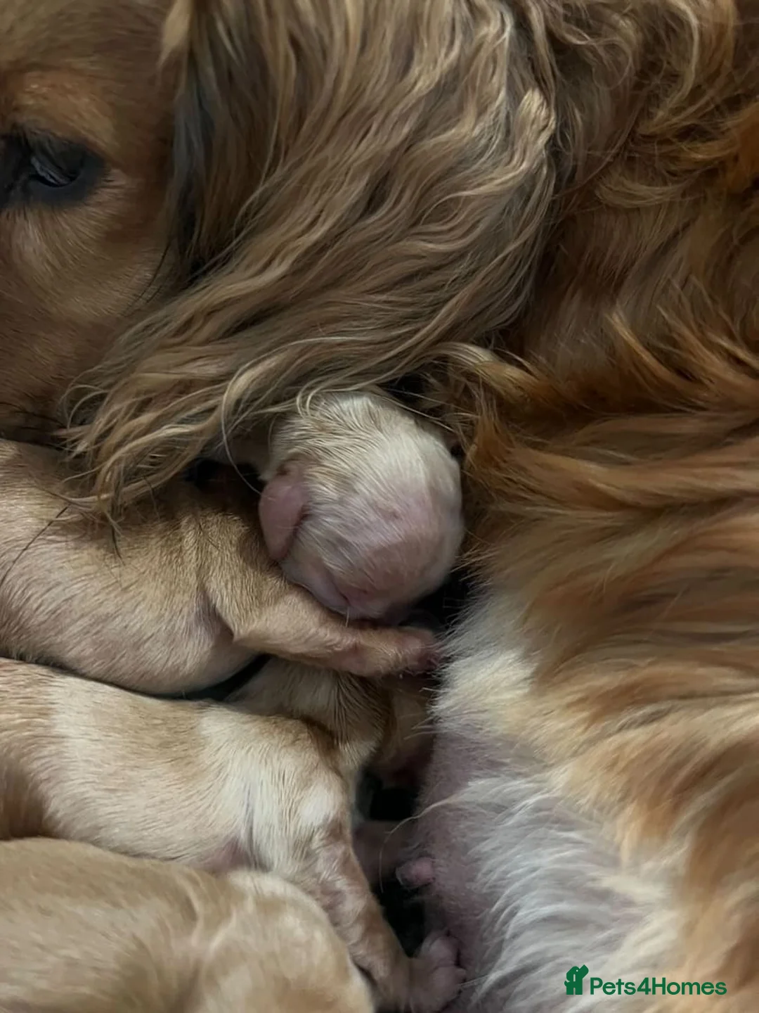 Miniature Dachshund dogs for stud: KC Reg• Cream Longhaired Stud• Fully Health Tested in Southampton - Advert 11