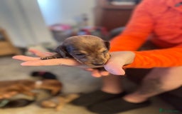 Miniature Dachshund dogs for sale: Miniature dachshund puppies for sale - Image 11