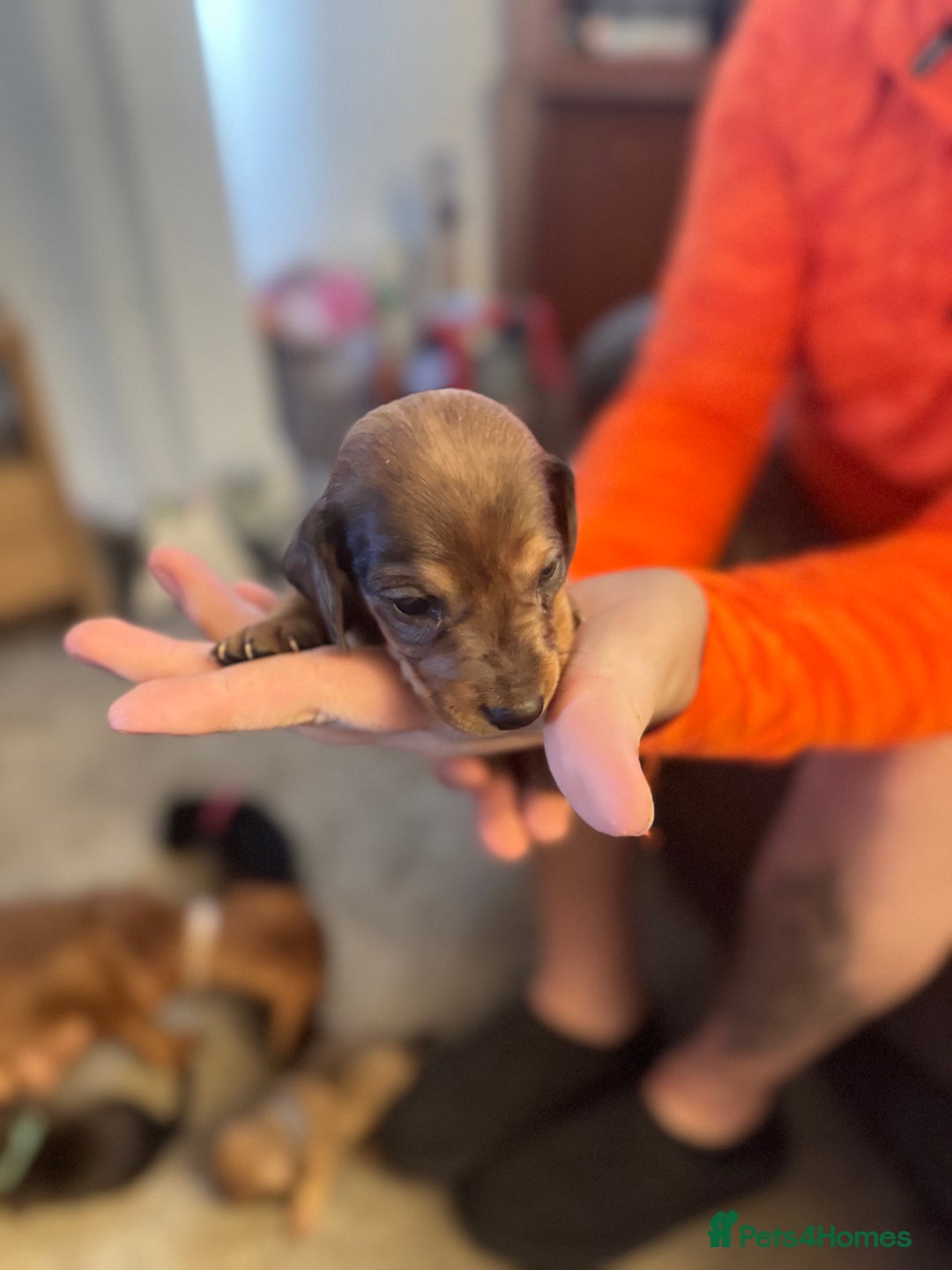 Miniature Dachshund dogs for sale: Miniature dachshund puppies for sale - Image 11