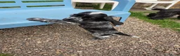 Cocker Spaniel dogs for sale: Blue Roan Male Puppy in Kilmarnock - Advert 2