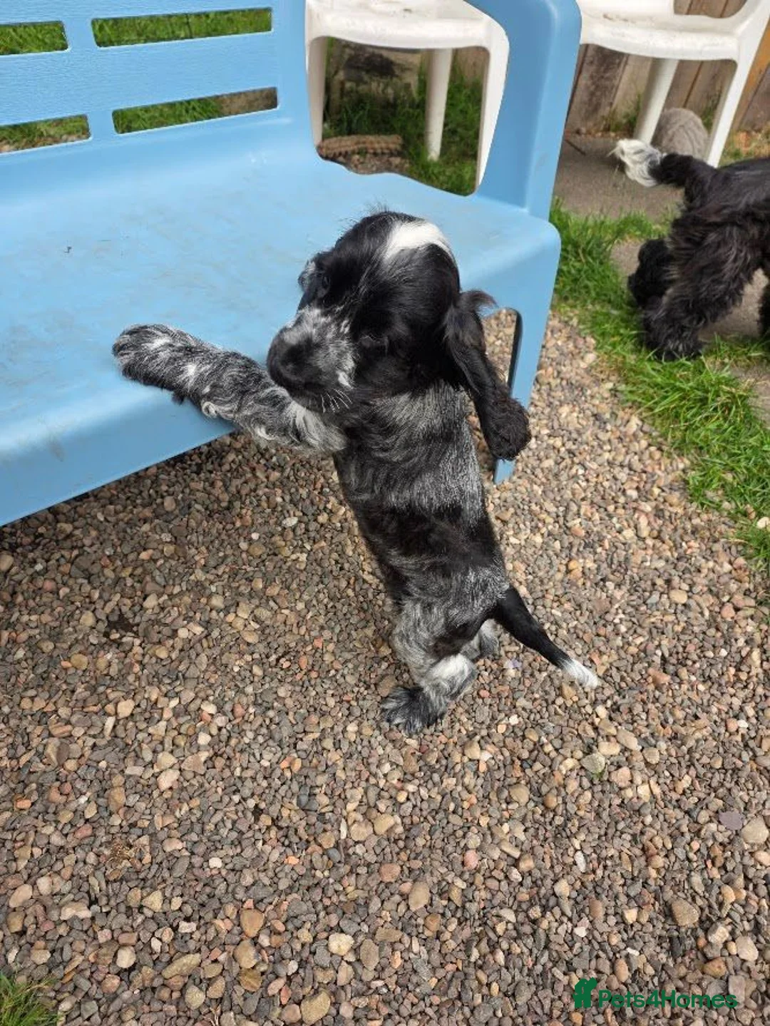 Cocker Spaniel dogs for sale: Blue Roan Male Puppy in Kilmarnock - Advert 2
