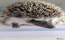Pygmy Hedgehog rodents for sale: Gorgeous Hoglets!! AVAILABLE/REDUCED!!!! - Image 8