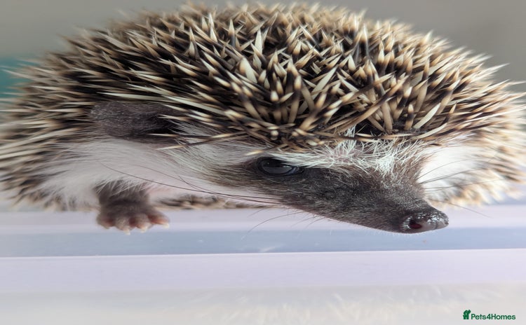 Pygmy Hedgehog rodents - Advert 4