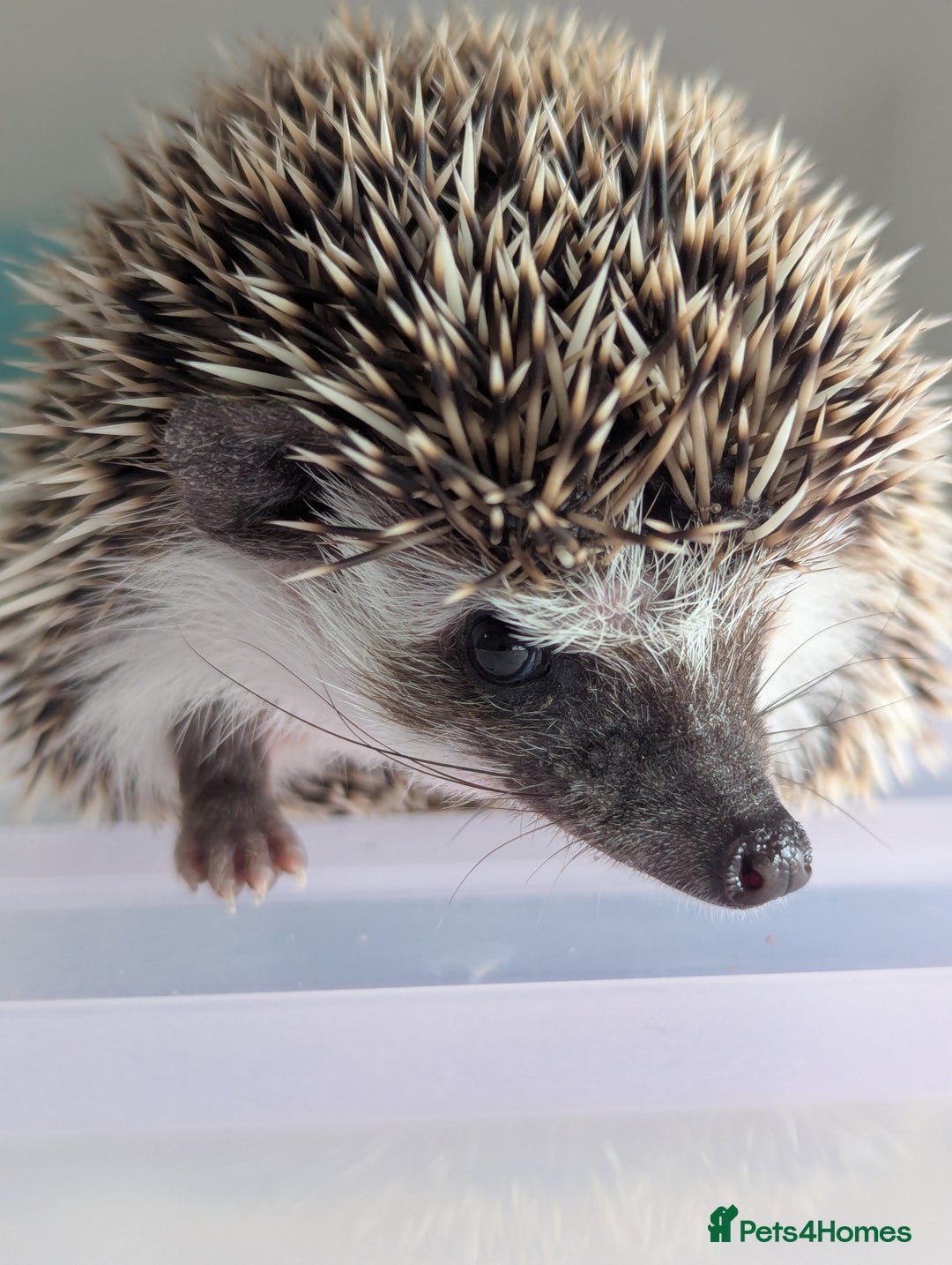 Pygmy Hedgehog rodents for sale: Gorgeous Hoglets!! AVAILABLE/REDUCED!!!! - Image 8