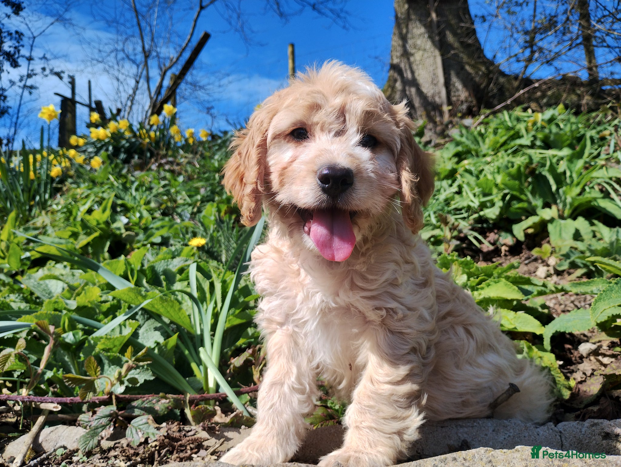 Cockapoo dogs Cockapoo Puppies F1  - Advert 12