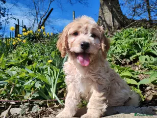 Cockapoo dogs Cockapoo Puppies F1 - Advert 12