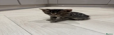 Bengal Kitten 3