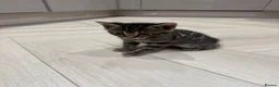 Bengal cats for sale: Bengal mixed kitten - Advert 4