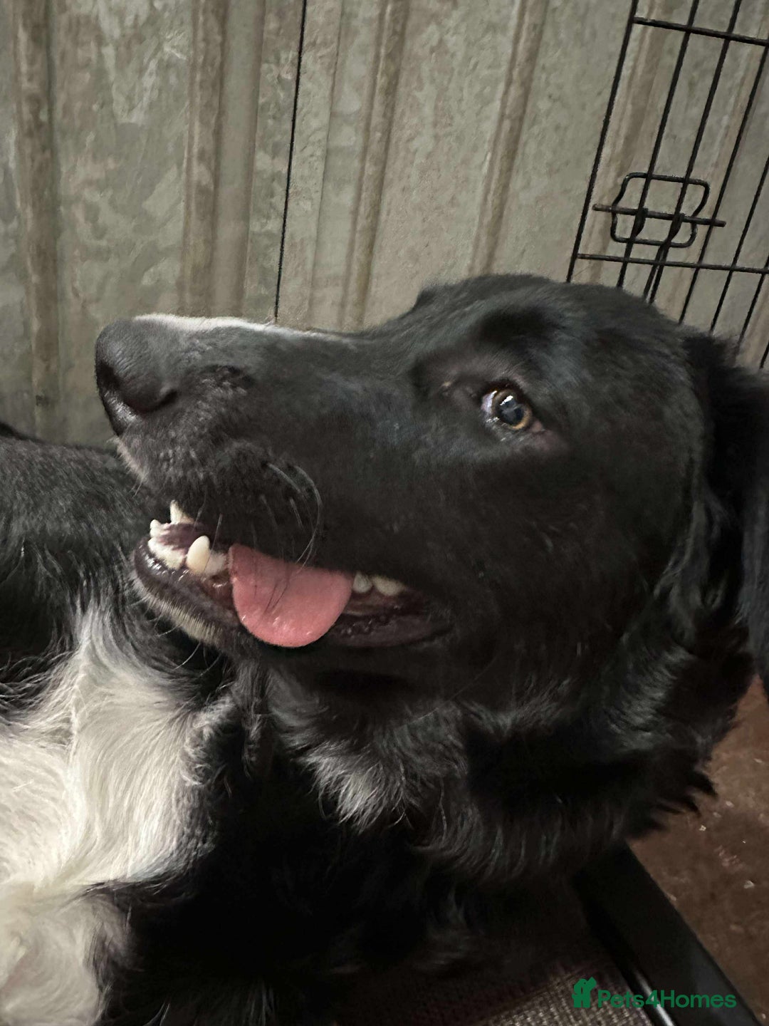 Mixed Breed dogs for adoption: Malcolm - Image 2
