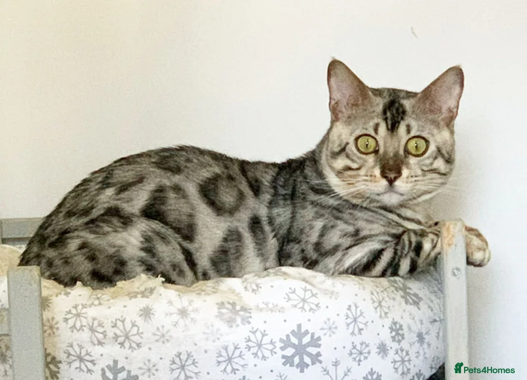 Bengal cats for sale: Beautiful big Silver spotted Bengal boy (ex stud) - Advert 13