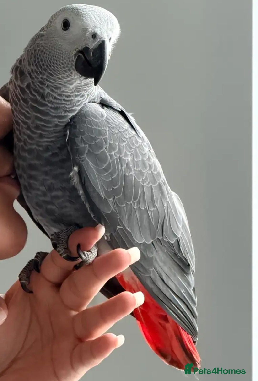 Parrots birds Hand raised Talking African Grey Parrots - Advert 7