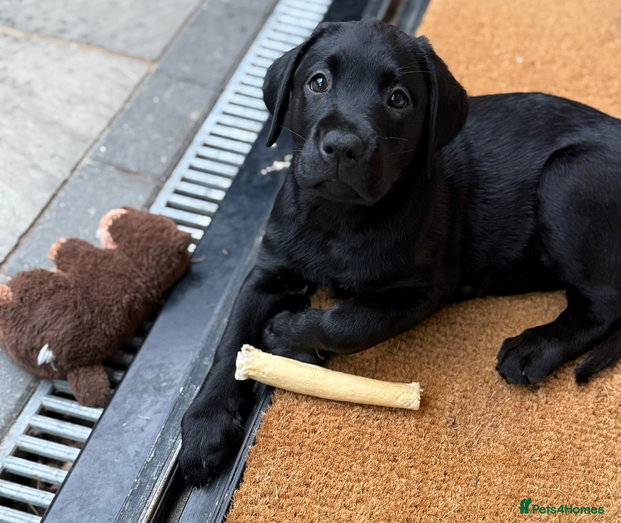 Labrador Retriever dogs Gorgeous Black Labrador Puppies  - Advert 2