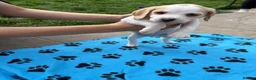 Beagle dogs for sale: Beagle Puppies - Advert 5