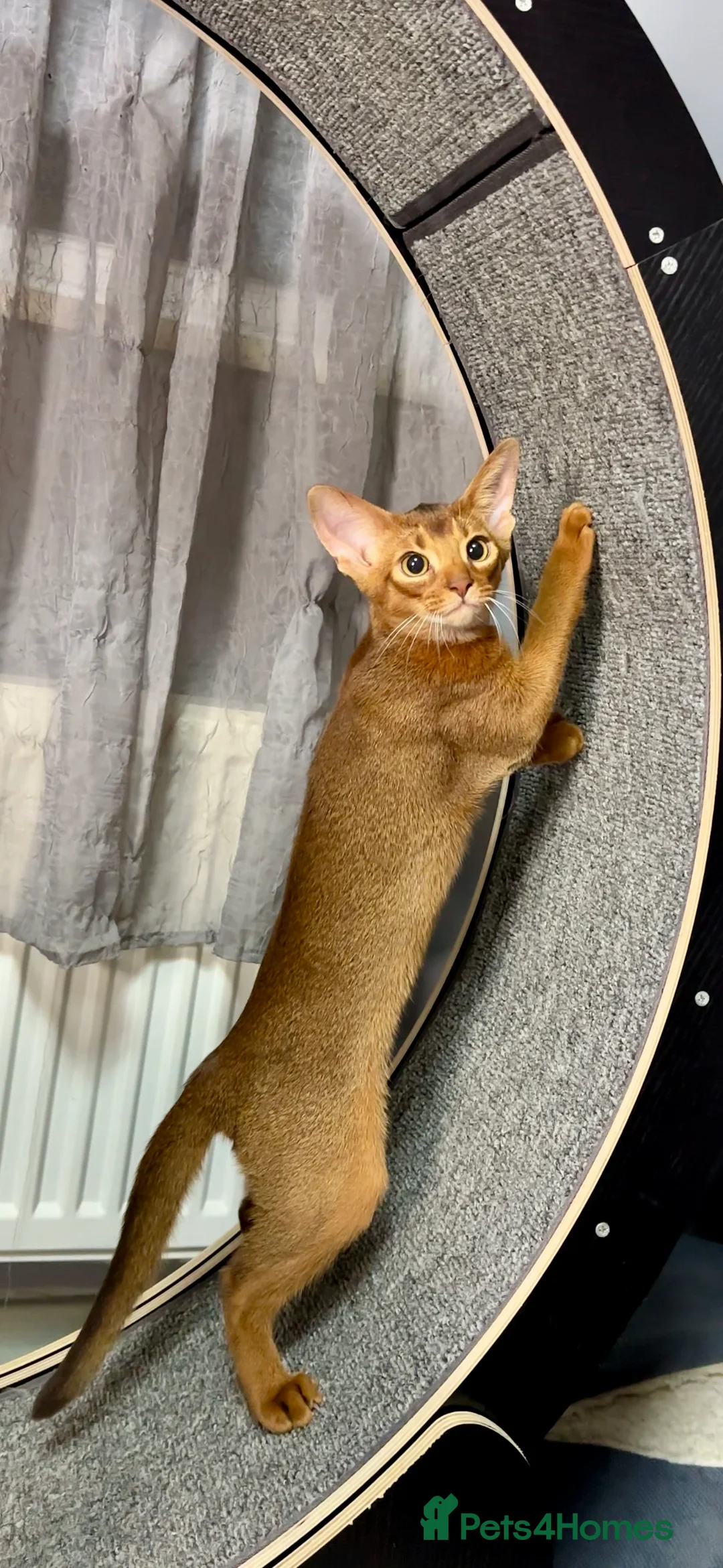 Abyssinian cats for sale: One boy left🤎Raised with Love Abyssinian Kittens - Advert 12