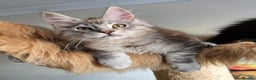 Maine Coon cats for sale: Ready now! Chunky Silver Tabby boy - Advert 1