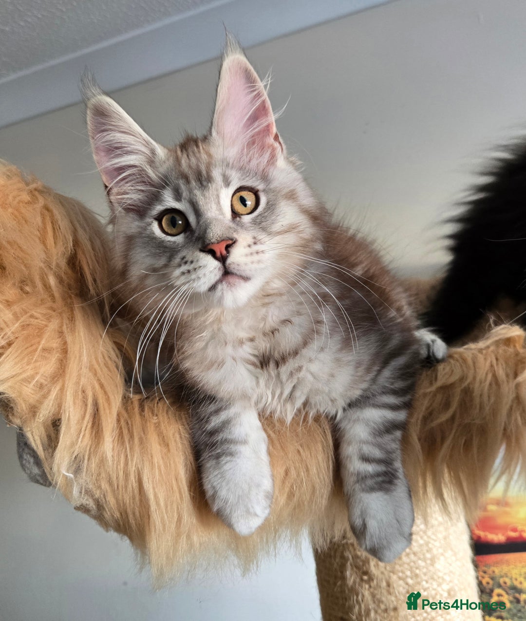 Maine Coon cats for sale: Ready now! Chunky Silver Tabby boy - Advert 1