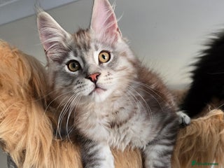Maine Coon cats Ready now! Chunky Silver Tabby boy - Advert 2