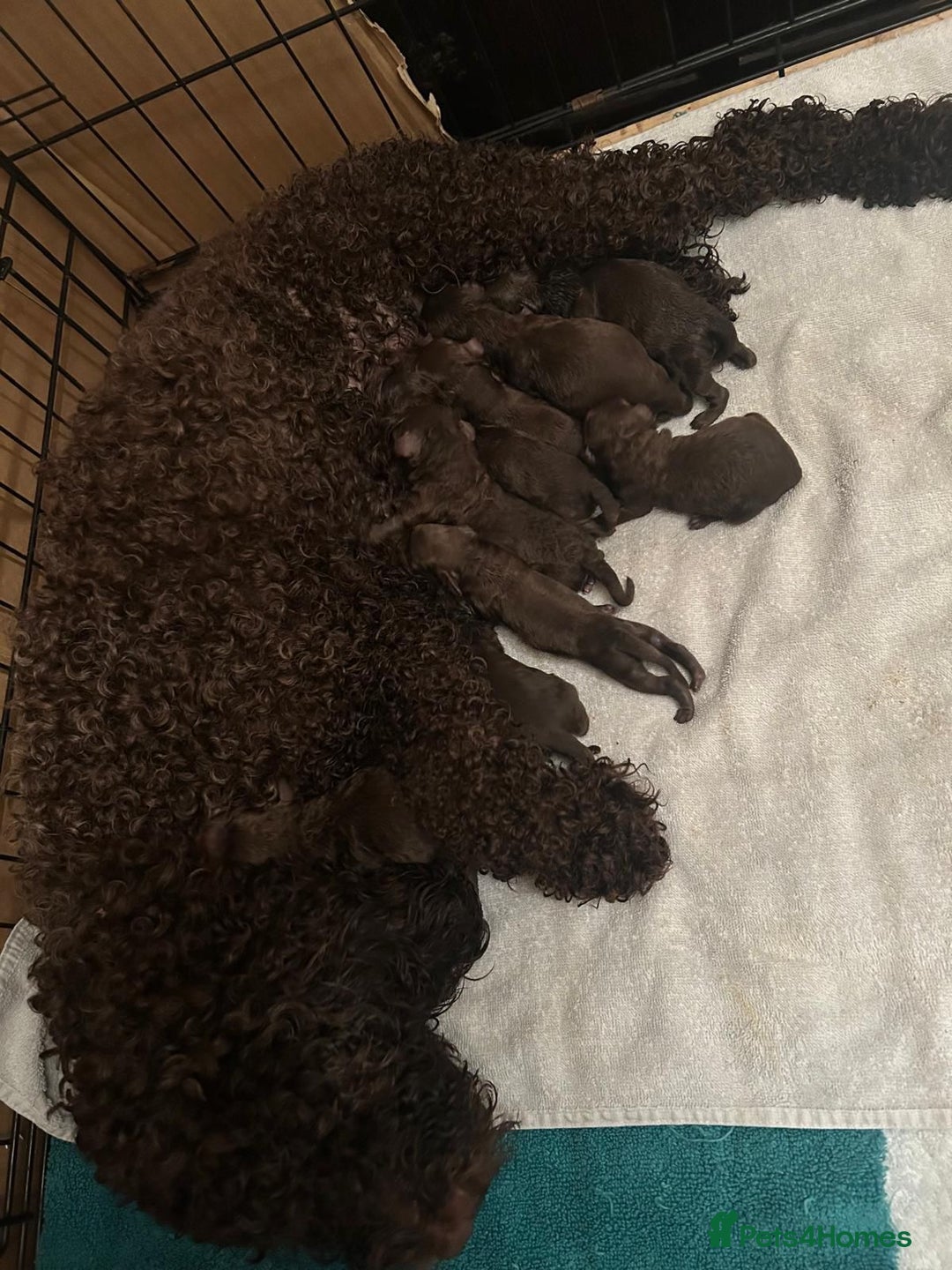 Cockapoo dogs for sale: Chocolate Cockapoo Puppies for Sale - Image 2