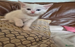 Bengal cats for sale: READY TO GO, BENGAL CROSS KITTEN FEMALE REDUCED  in Tamworth - Image 2