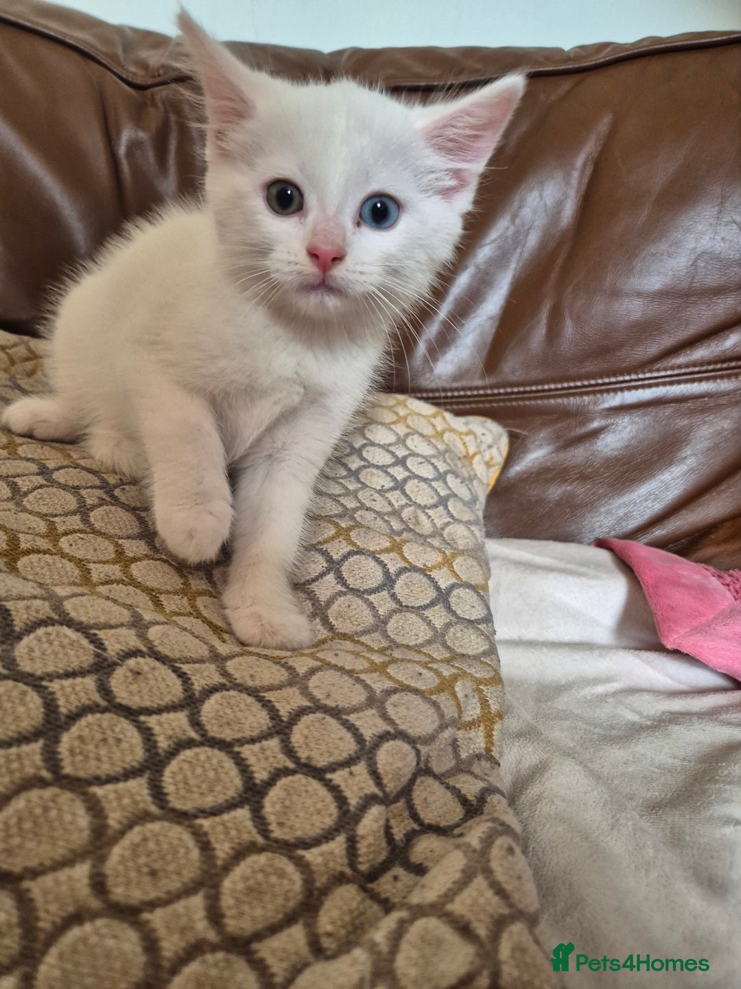 Bengal cats for sale: READY TO GO, BENGAL CROSS KITTEN FEMALE REDUCED  in Tamworth - Image 2