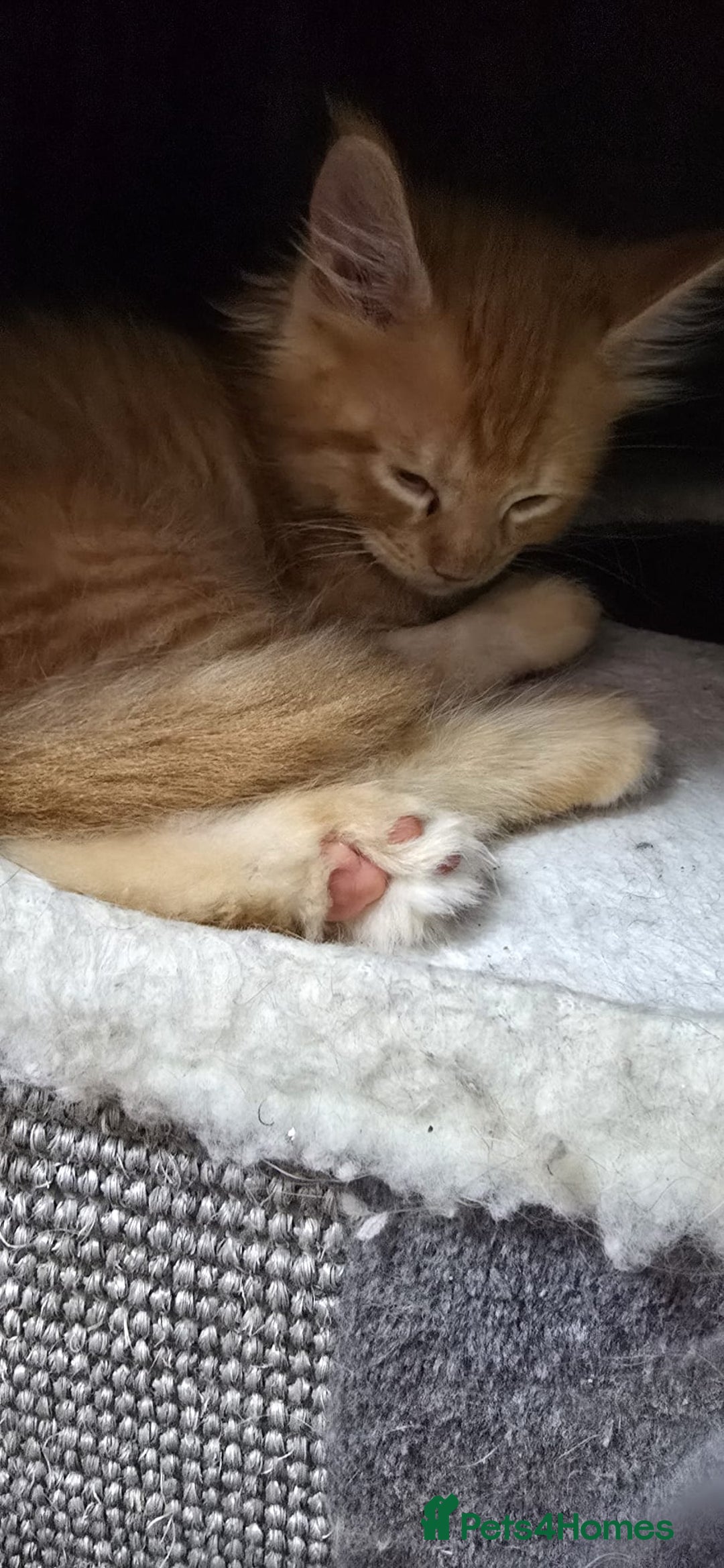 Maine Coon cats for sale: Looking for Special needs homes  - Image 11