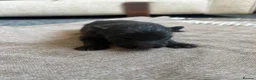German Shepherd dogs for sale: German shepherd puppies  - Advert 6