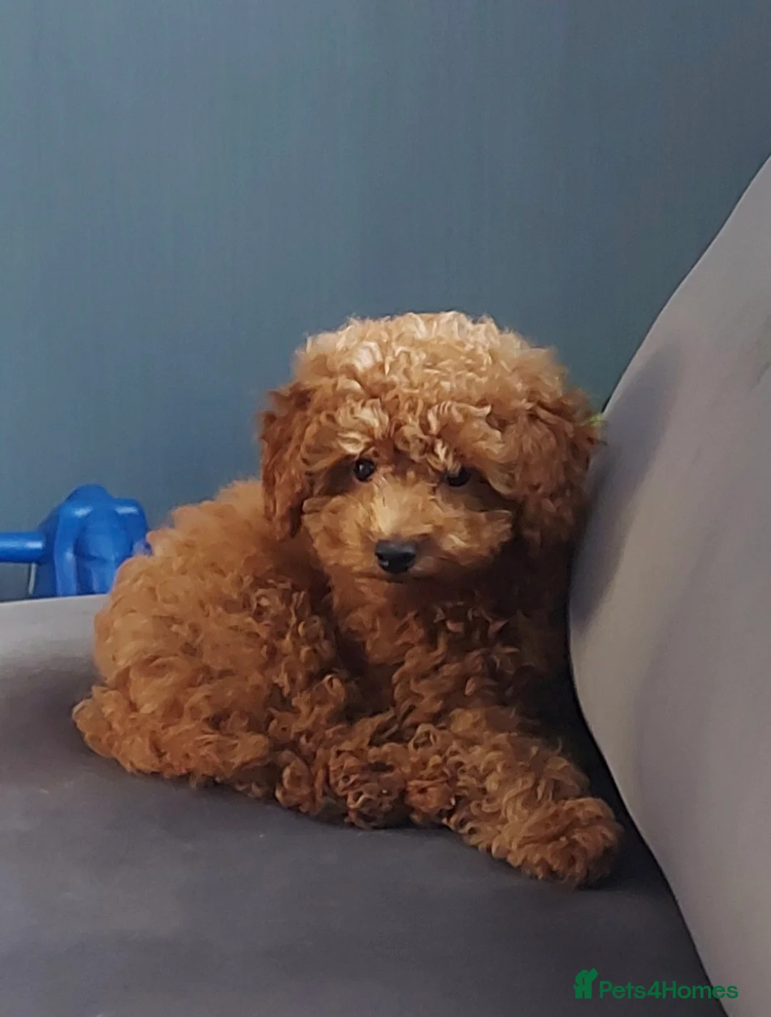 Toy Poodle dogs for stud: *Red Toy Stud Dog, KC Reg'd & DNA Tested Clear* in Leyland - Advert 7