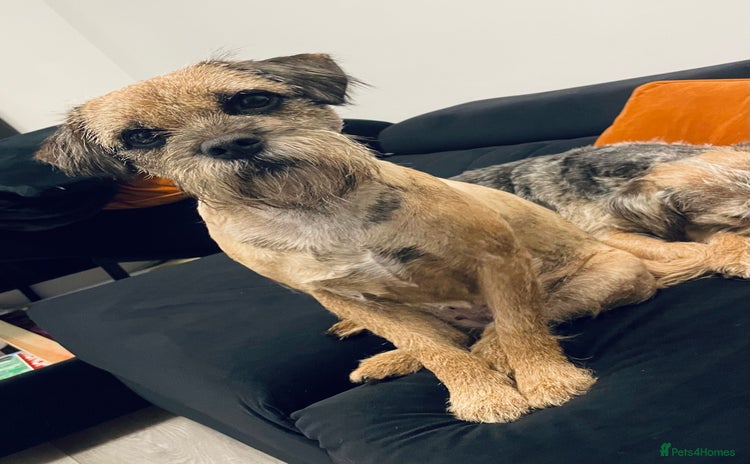 Border Terrier dogs 5 star BORDER TERRIERS PUP KC REG/SLEM CLEAR - Advert 1