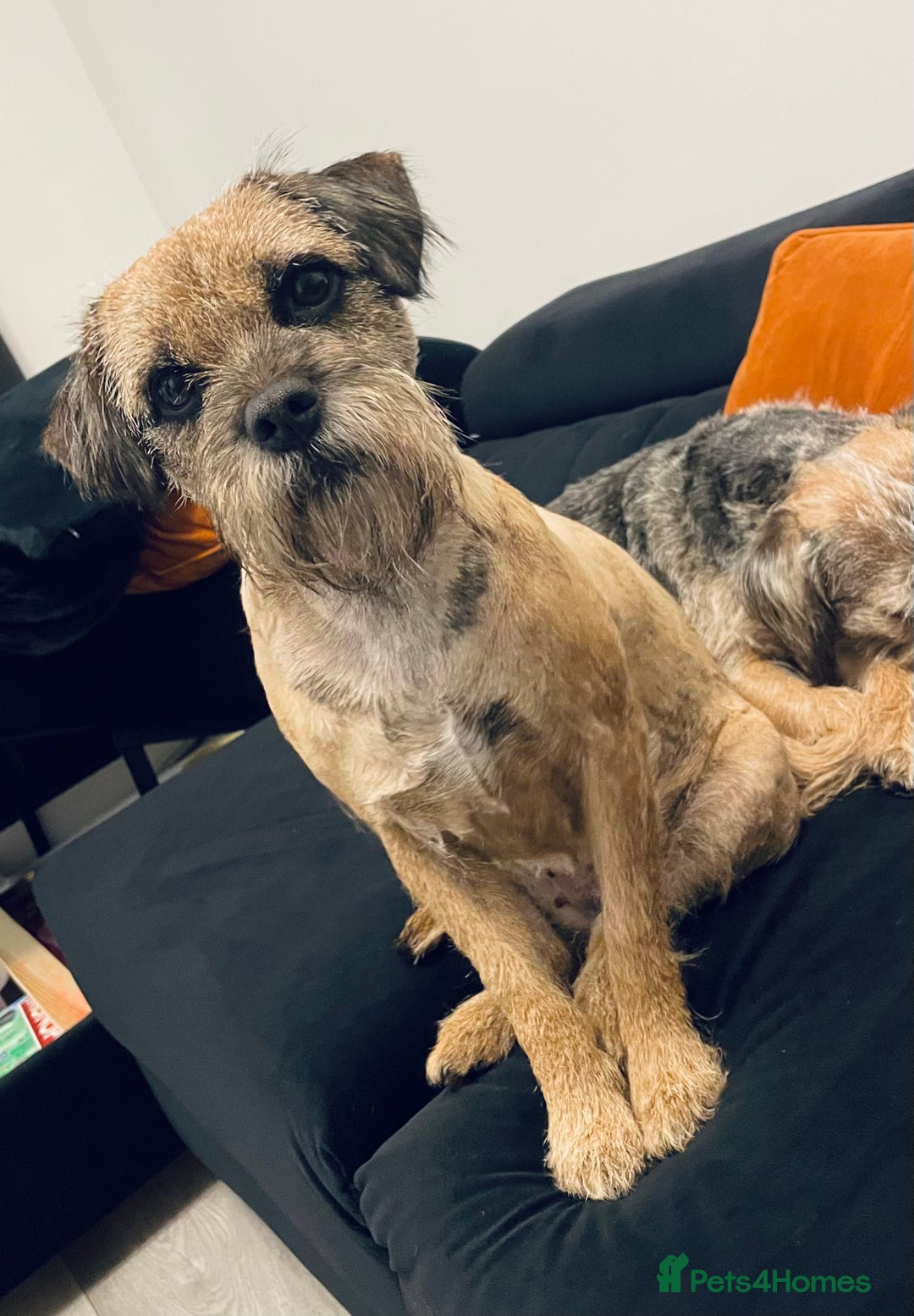 Border Terrier dogs for sale: 5 star BORDER TERRIERS PUP KC REG/SLEM CLEAR - Advert 1