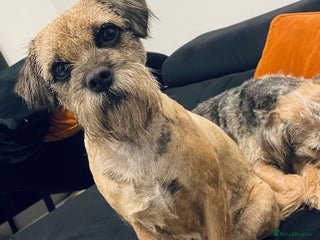 Border Terrier dogs 5 star BORDER TERRIERS PUP KC REG/SLEM CLEAR - Advert 1