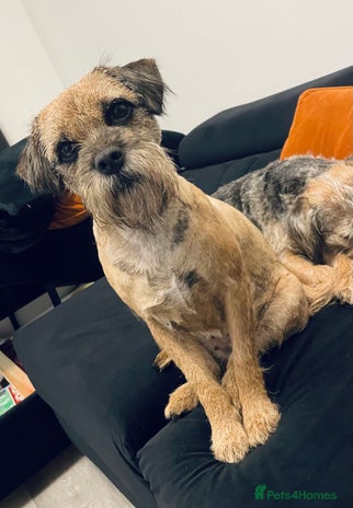 Border Terrier dogs 5 star BORDER TERRIERS PUP KC REG/SLEM CLEAR - Advert 1