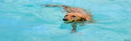 Golden Retriever dogs for sale: Working Golden Retriever Puppies - Advert 11