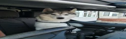 Siberian Husky dogs for sale: Thor  - Advert 2