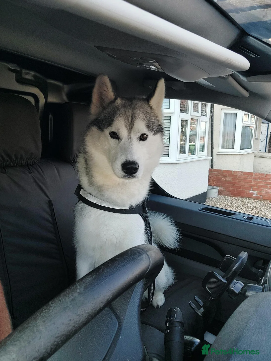 Siberian Husky dogs for sale: Thor  - Advert 2