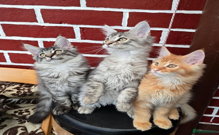 Maine Coon cats - Advert 1